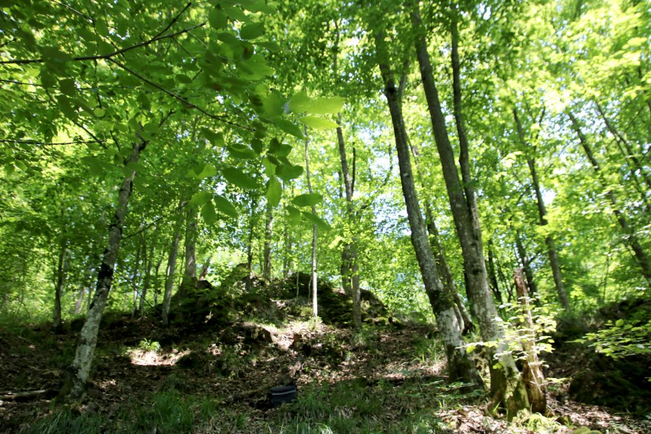Aspect cu habitatul 91M0 - păduri balcano-panonice de cer şi gorun din zona Luncoiu de Jos- Vișca (Hunedoara).