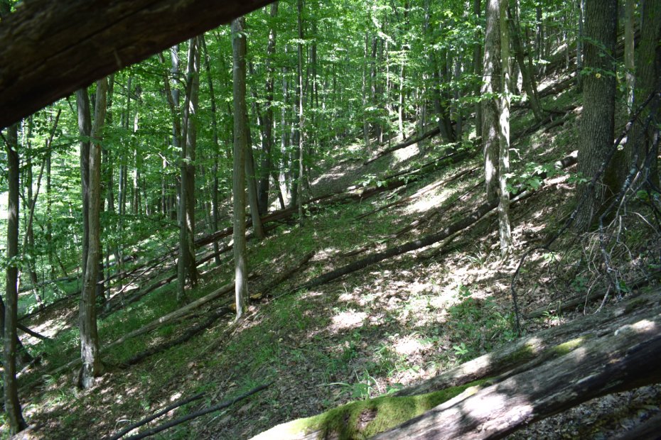 Aspect cu habitatul 91Y0 - păduri dacice de stejar şi carpen din zona Luncoiu de Jos- Vișca (Hunedoara).