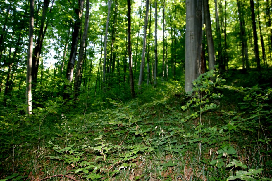 Aspect cu habitatul 9130 - păduri de fag de tip Asperulo-Fagetum, aspect general cu Festuca drymeia din zona Luncoiu de Jos-Visca (Hunedoara).
