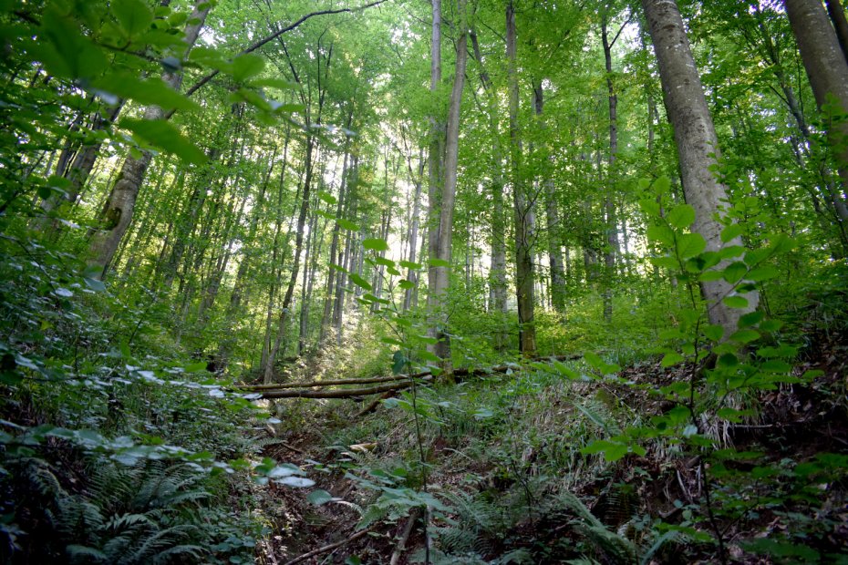 Aspect cu habitatul 9130 - păduri de fag de tip Asperulo-Fagetum din zona Vișca-Luncoiu de Jos (Hunedoara).