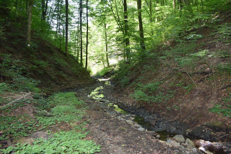 Aspect din cadrul habitatului 9130 - păduri de fag de tip Asperulo-Fagetum – cu versanți abrupți, străbatuți de cursuri de apă, din zona zona Vișca - Luncoiu de Jos (Hunedoara).