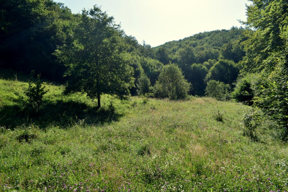 Pajiște din zona de dezvoltare durabilă propusa în zona Luncoiu de Jos- Vișca (Hunedoara).