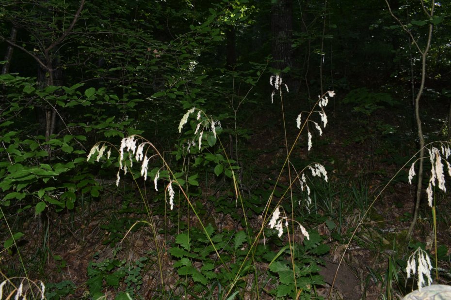 Festuca drymeja specie caracteristica 9130 - păduri de fag de tip Asperulo-Fagetum, zona Luncoiu de Jos- Vișca (Hunedoara).